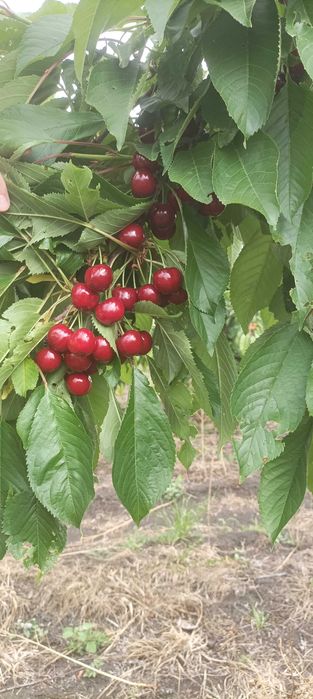 Продавам череши Ранна черна
