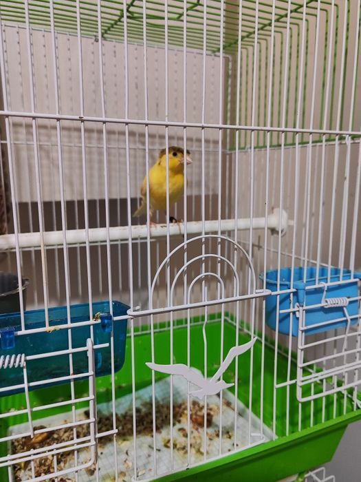 2та сарик канарейка 250мингдан.2чи канарейка чубати 300мингадан