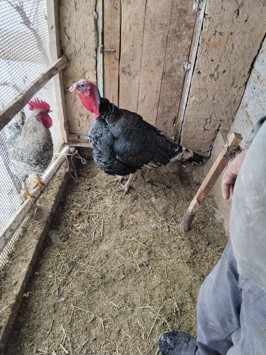 Үндік сатылады..