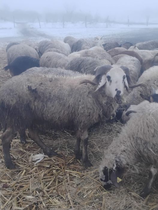 Vând doi berbeci beli și unul carabaș