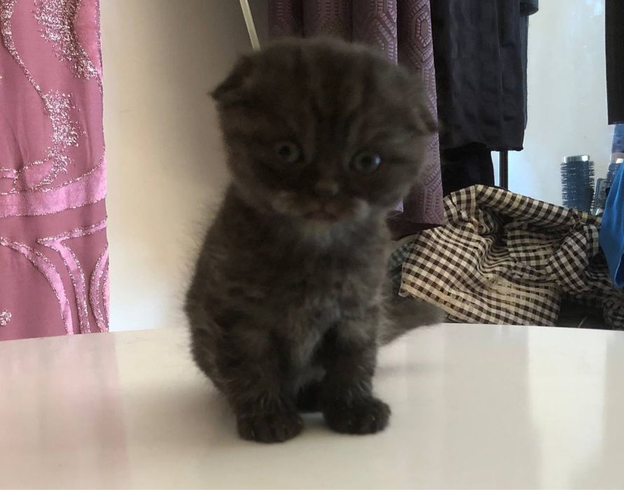 Schottish fold 1 oylik mushuklar sotiladi