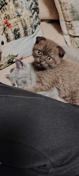 Прекрасни британчета