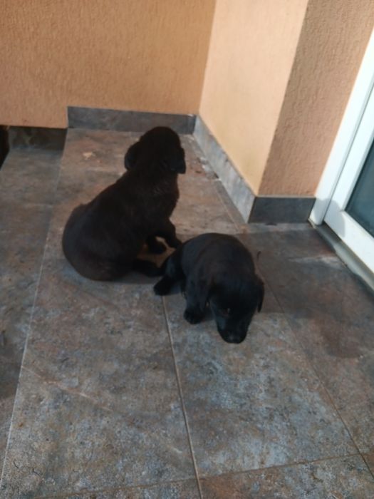 Donez căței de adoptat