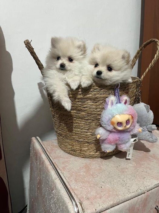 Щенятки немецкого щпица