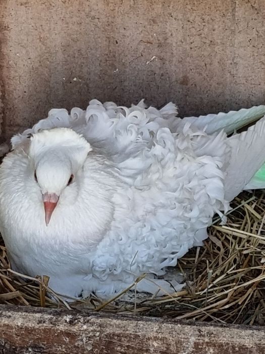 Porumbei creți francezi