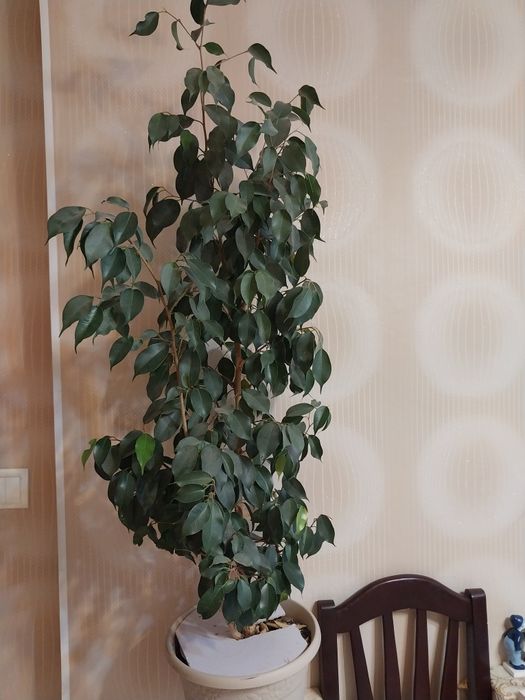 Комнатные растения