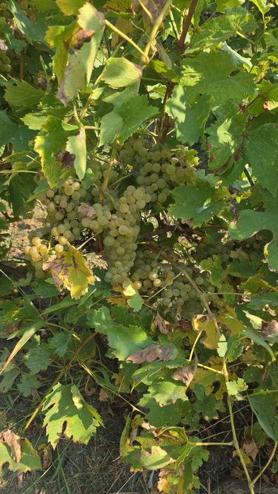 Struguri  Albi de vin