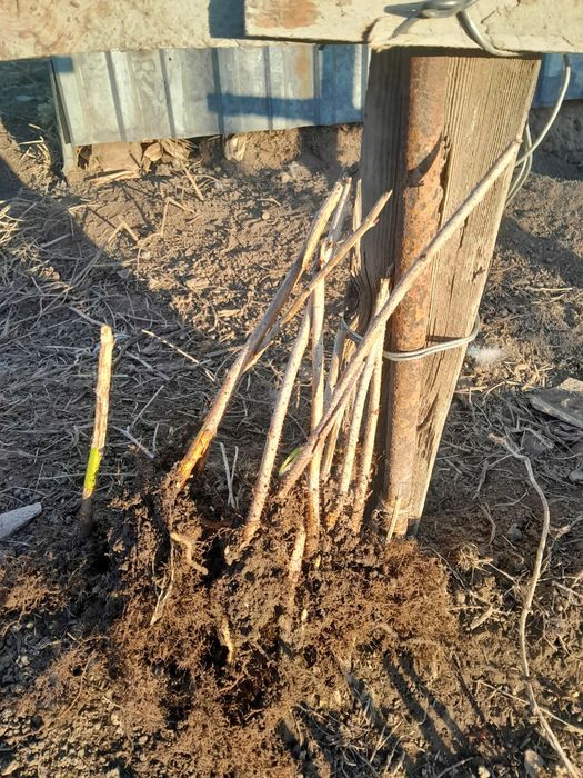 Продам саженцы малины