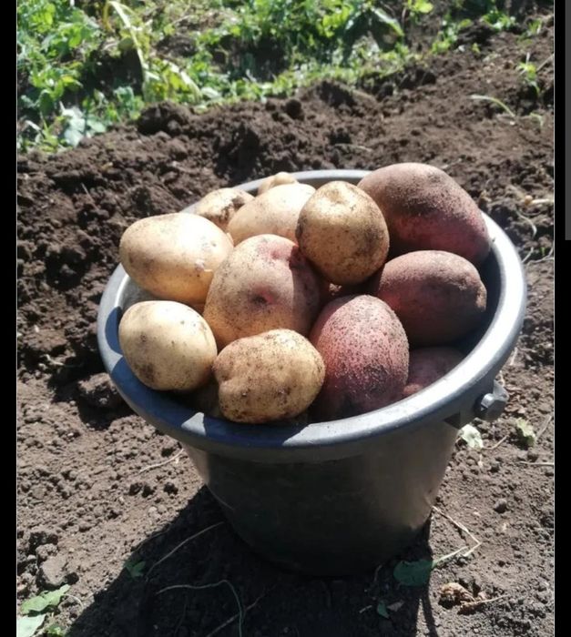 Продам картофель