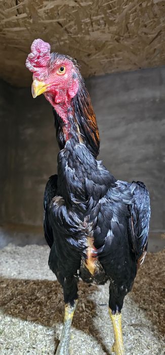 Дакан бойцовая птица