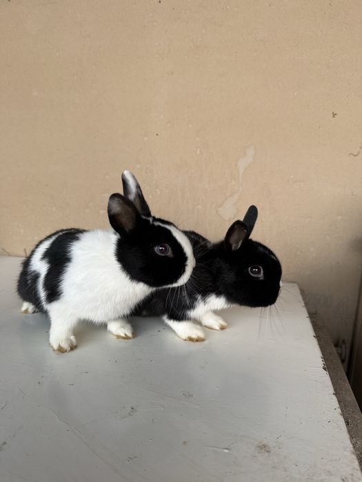 Panda karlik quyonlar sotiladi