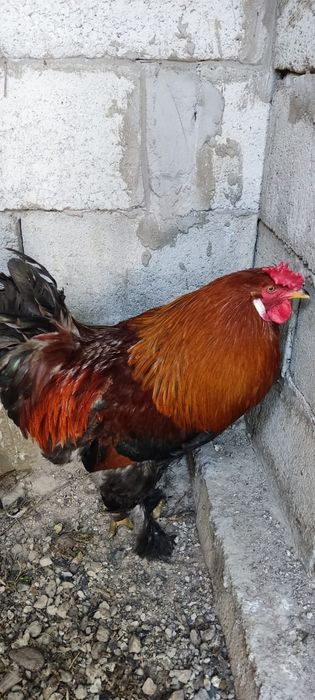 Петух красивый молодой продам