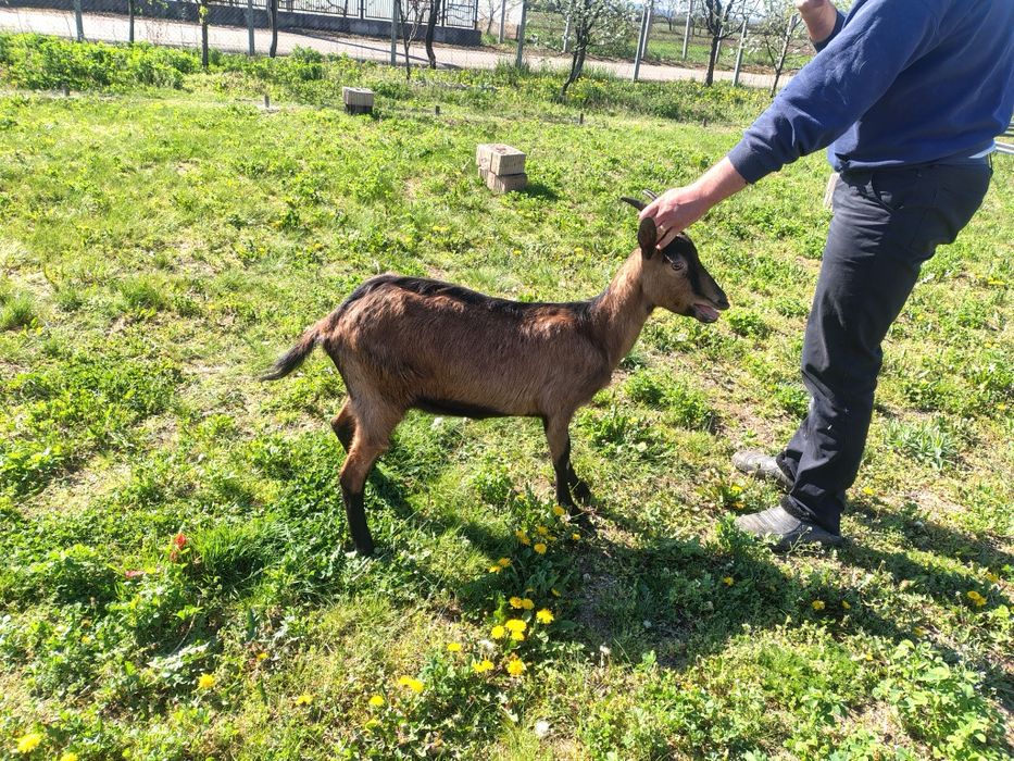 Vând capra cu lapte