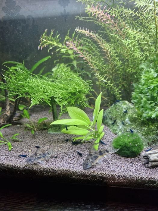 Аквариум. Креветочник.