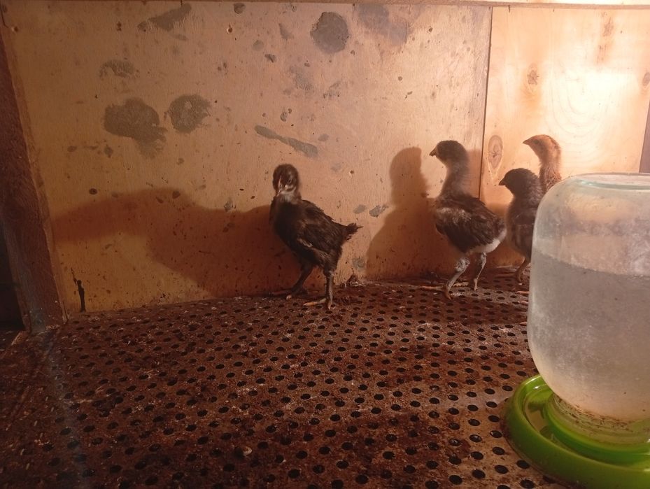 Продам цплята черный австролоп