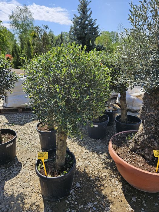 Măslin olive  bonsai