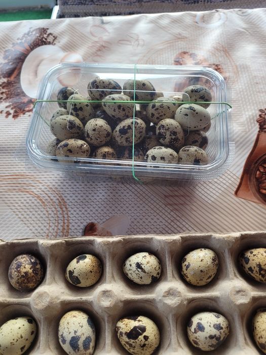 Oua de prepeliță de casă