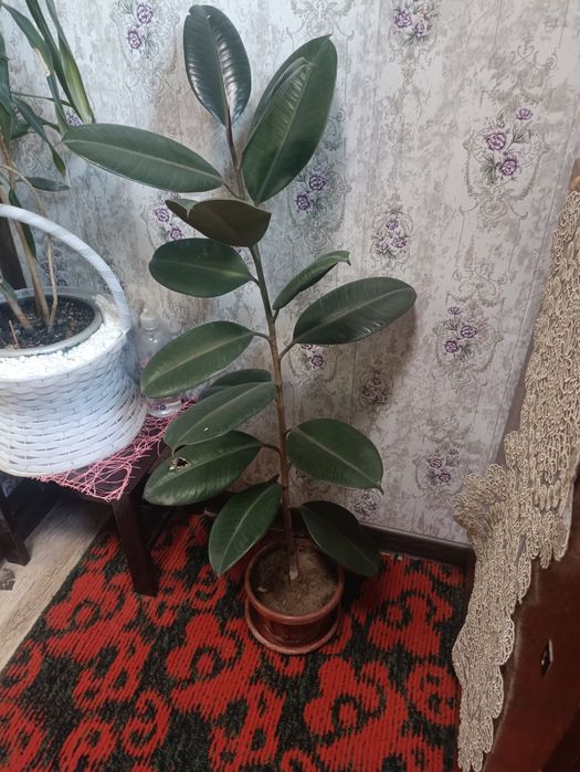 Продам фикусы,есть две штуки