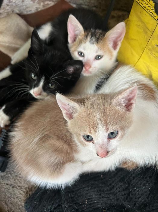 Подарявам малки котета