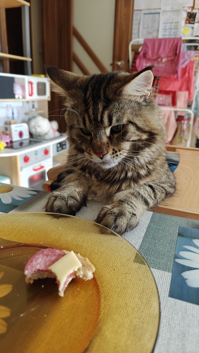 Продавам Мейн Куун на 2 години