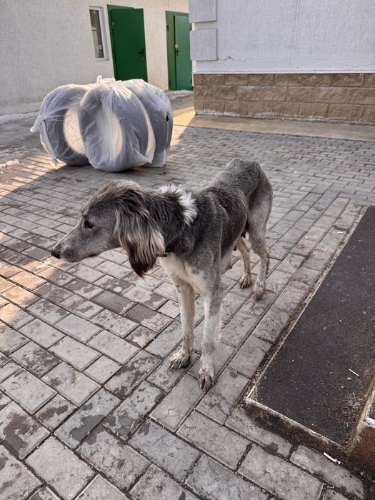 Собака тазы и ее щенки