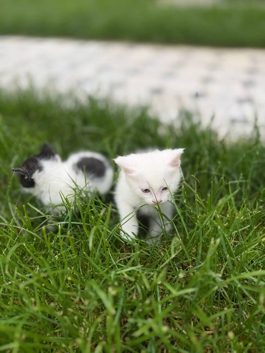 Отдам в добрые руки