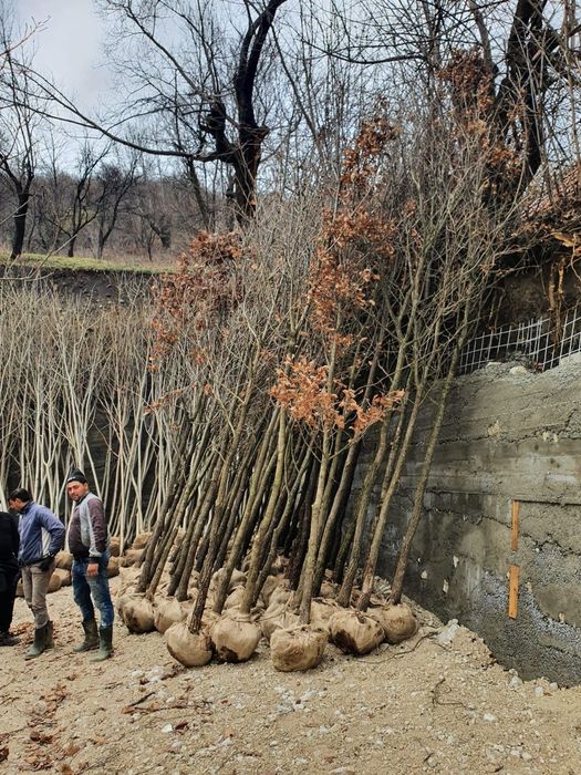 Mesteacăn Tei platani Stejar catalpa