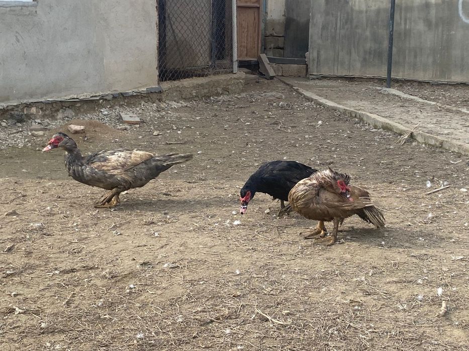 Индоутка сатылады