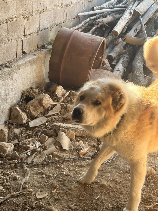 Алабай йт таза 2 жасар