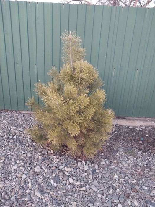 Продам 2 сосны 10000тыс.