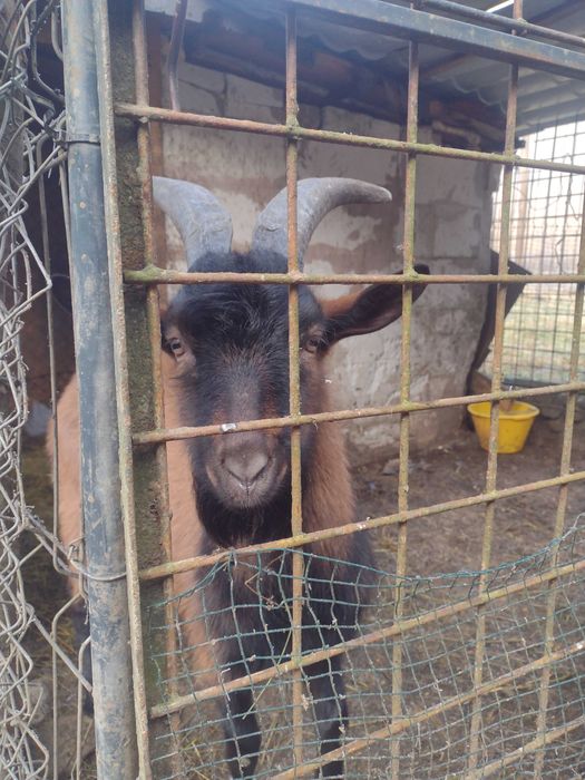 Vând țap alpin francez tânăr