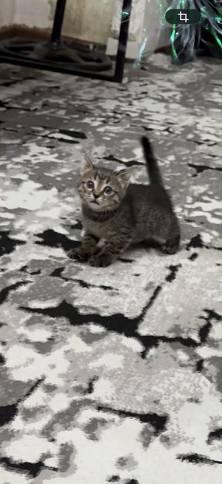 Отдам котёнка бесплатно хорошим людям