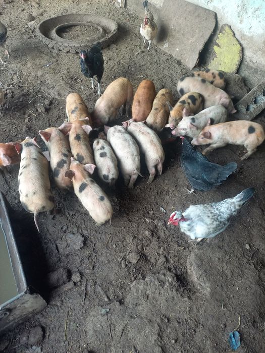 Поросята месячные