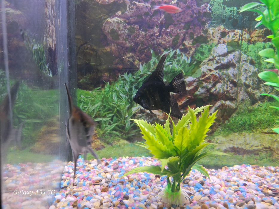 Аквариум 250 л и 50 л