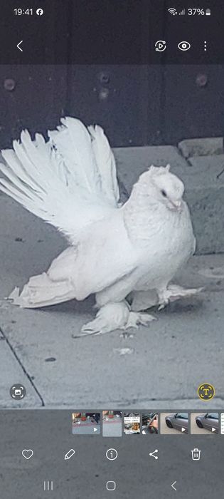 Porumboi Siberian