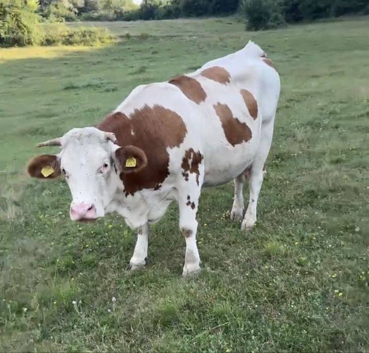 Vand vaca bălțată de 4 ani cu vitea de 3 luni
