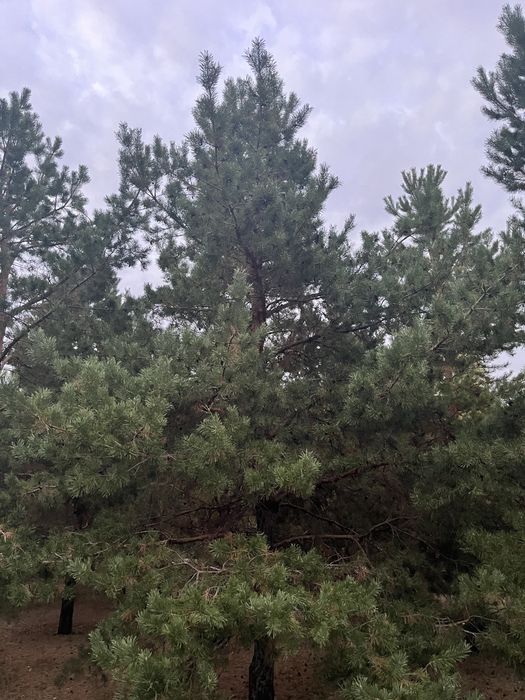 Продам Земельный Участок Сельхоз  5 000 гектар