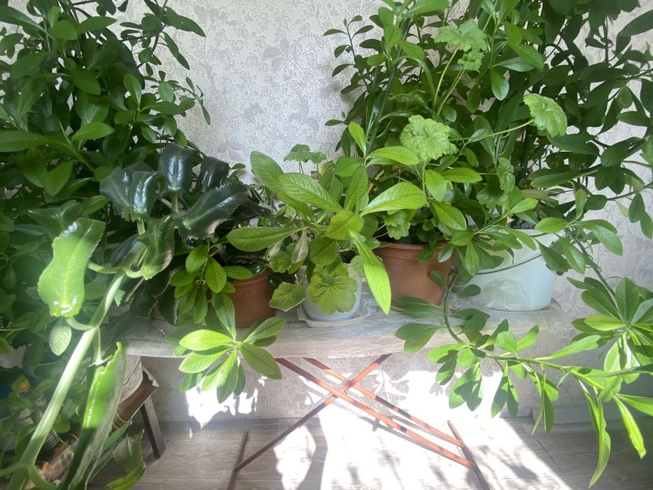 Продам цветы