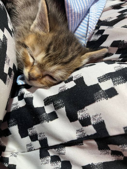 Parodniy sqotsh fold