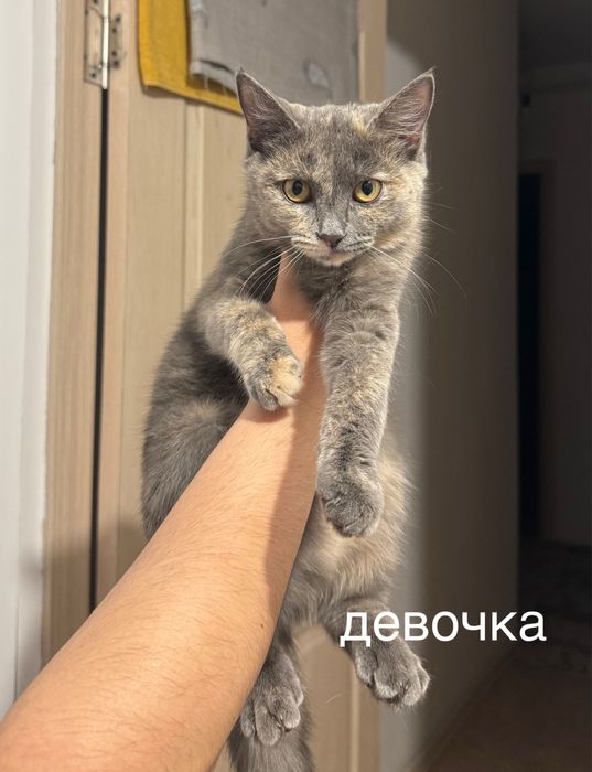 отдам котят бесплатно