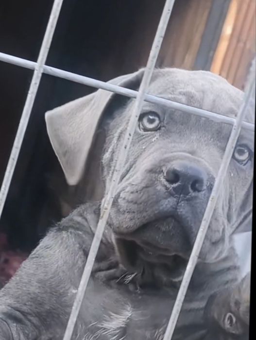 Mascul Cane Corso, 12 săptămâni, Pedigree tip A