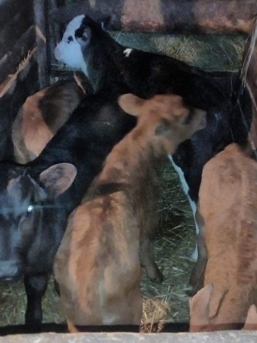 телята бычки телки