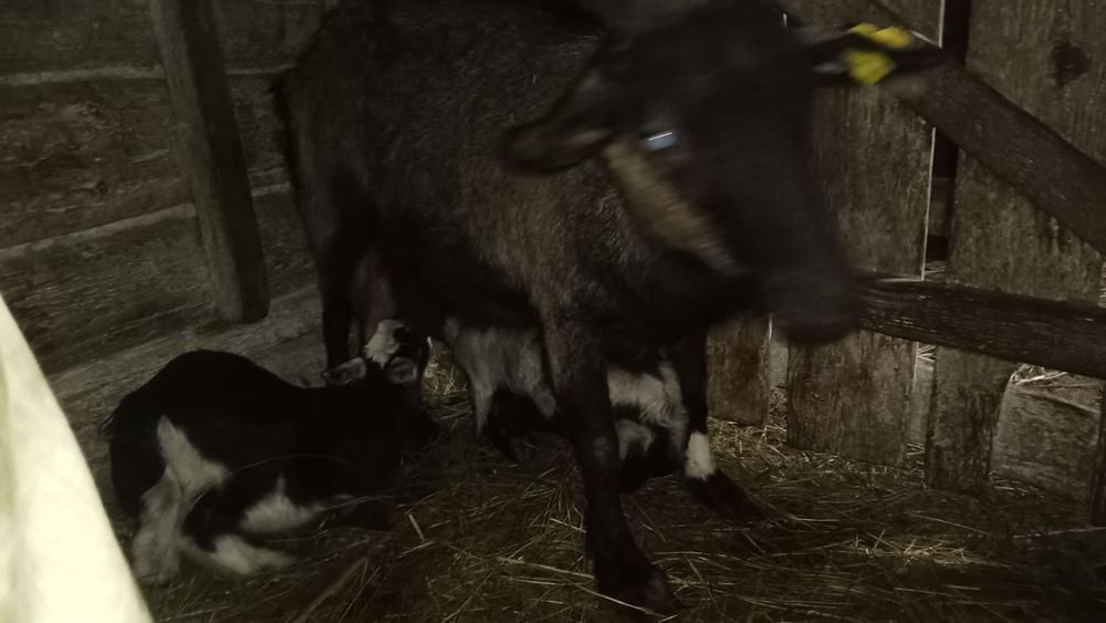 Продаются дойные козы