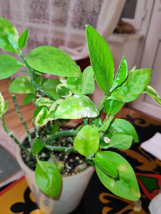 Комнатные растение