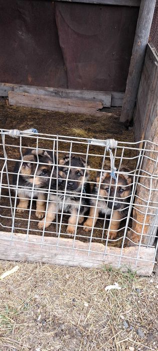 Щенки немецкой овчарки