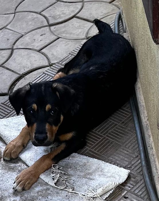 Dau pt adoptie 6 caini frumosi si lipiciosi, 4 baieti si 2 fete.