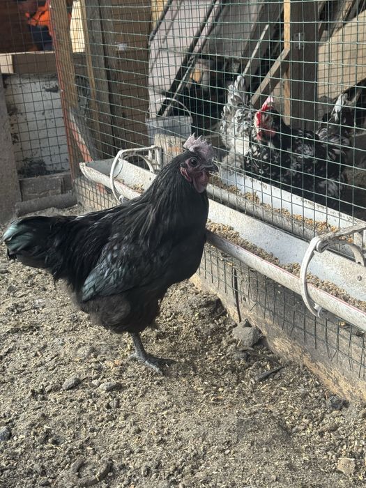 Продам петушков Ухейилюй