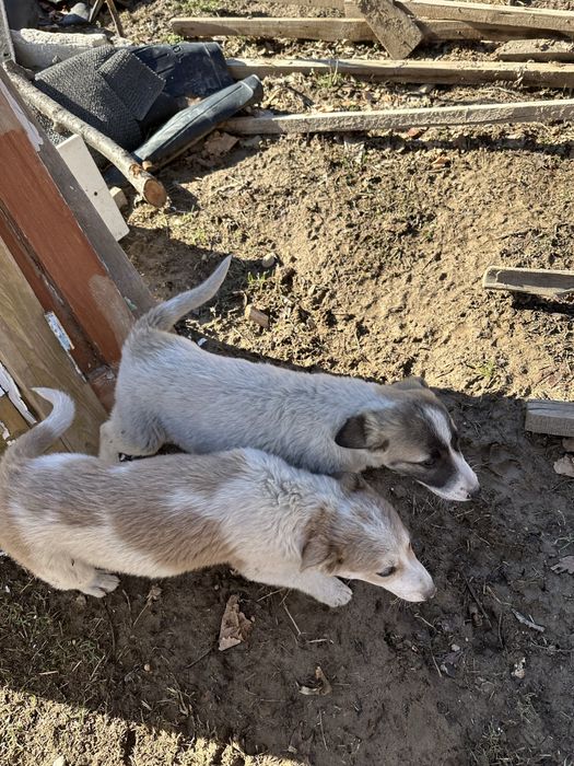 Щенки бесплатно .