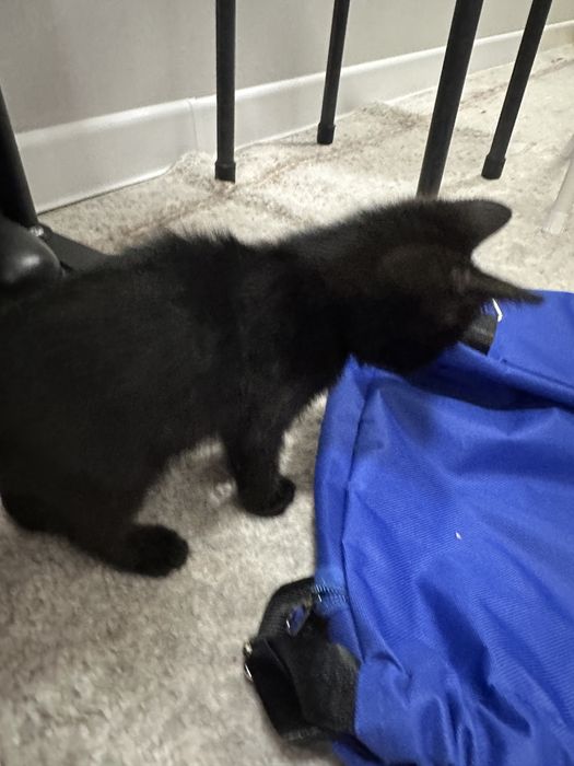 котенок в добрые руки