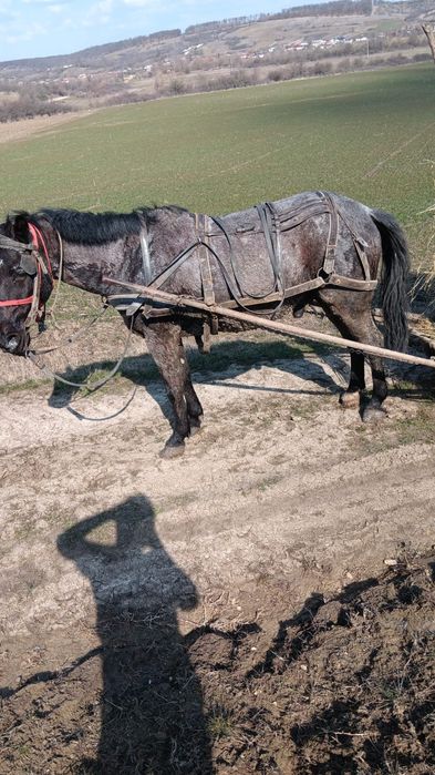 Cal castrat de vânzare 8 ani